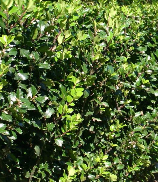 Ilex meserveae 'Heckenstar' ®